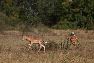 Fototapeta premium Schwarzfersenantilope / Impala / Aepyceros melampus