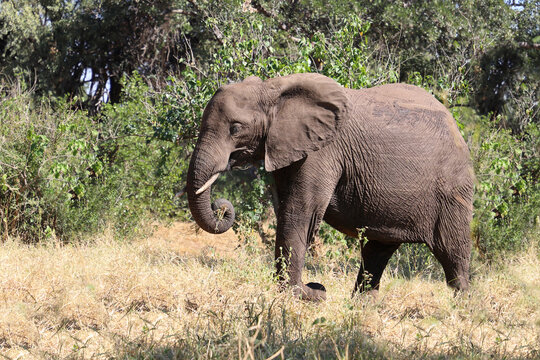 Afrikanischer Elefant / African elephant / Loxodonta africana