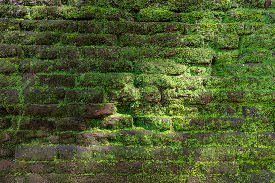 Green moss growing on an old weathered brick stone wall