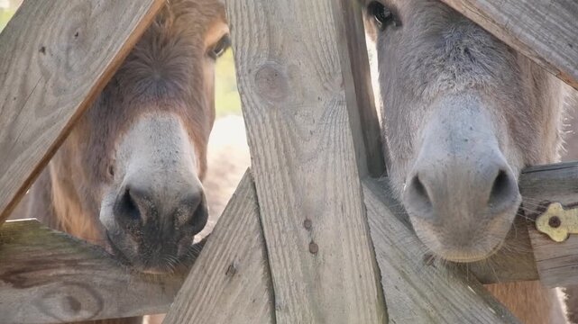 Several donkeys stand together behind a wooden fence in an outdoor farm enclosure on a bright sunny day. 