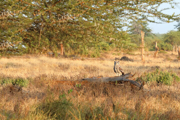 Naklejka premium Milchuhu / Verreaux's eagle-owl / Bubo lacteus or Ketupa lactea