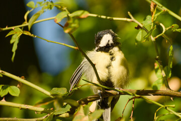 Great tit perched on a thorny rose branch, preening its feathers © in_colors
