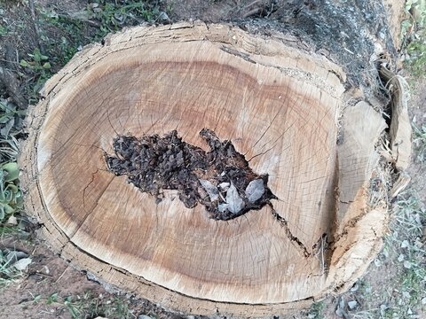 Cross section of an old log with a rotten hollow core. Natural wood texture with cracks and bark