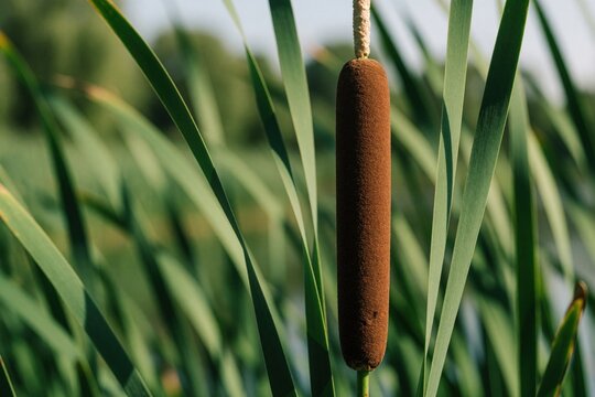 Brown cattail head emerges from green reeds. Blurred background highlights reed texture. Water plant grows near pond edge. Macro shot shows botanical detail.