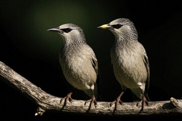 Naklejka premium Two rosy starling birds perch on dry wooden branch. Small avian animals with speckled feathers sit together in tropical park. Close up portrait of wild starlings against dark background in Thailand