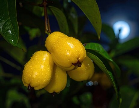 Yellow wax apples with water drops on branch.