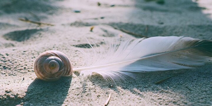 feathers on the beach