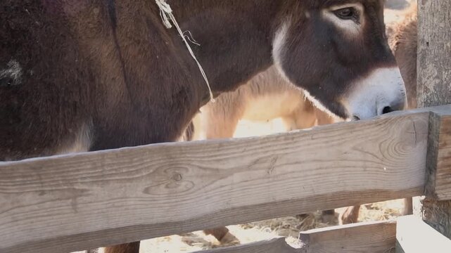 Several donkeys walk around inside a rustic outdoor enclosure behind a wooden fence. 