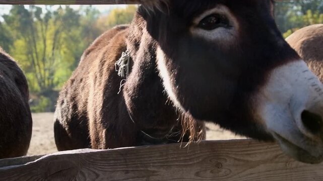 Close-up video of several donkeys standing together behind a rustic wooden fence in a sunny outdoor enclosure. 
