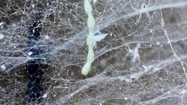 spider web 