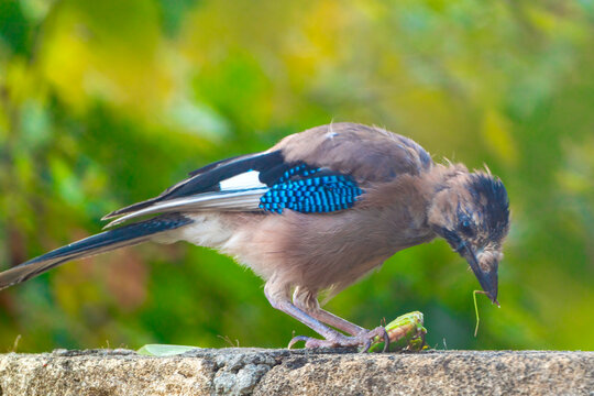 Eurasian Jay bird with prey