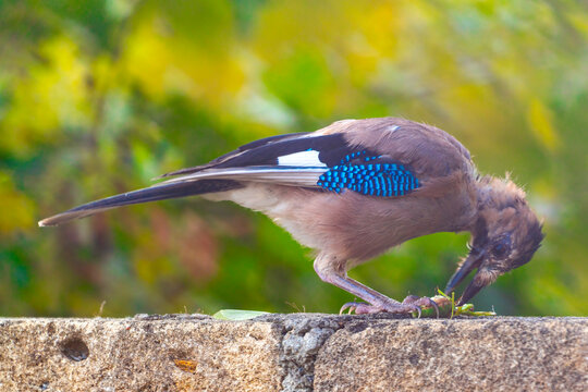 Eurasian Jay bird with prey