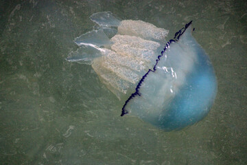 Large jellyfish floating in shallow coastal water © Kella1988