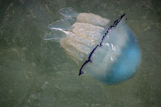 Large jellyfish floating in shallow coastal water