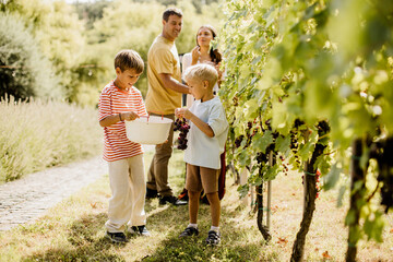 Fototapeta premium Family enjoy a cheerful day of grape harvesting in a sunny vineyard