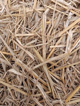 Close up texture of dry straw background, natural agricultural hay pattern