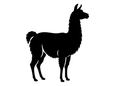 South American Llama Vector, Fluffy Alpaca Mammal Silhouette Graphic