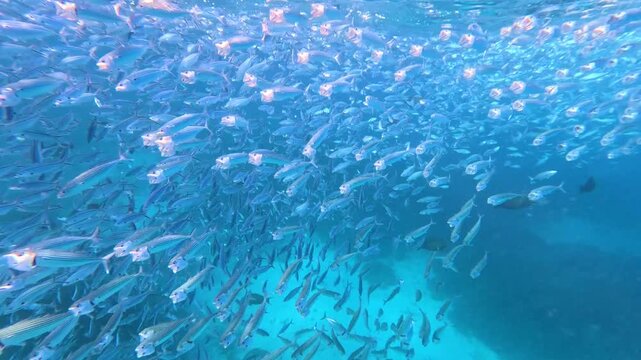 Big shoal long jawed mackerel Rastrelliger kanagurta with mouths wide open and fusilier fish swimming and moving in unison in crystal clear ocean in Yasawa Islands, Fiji, South Pacific
