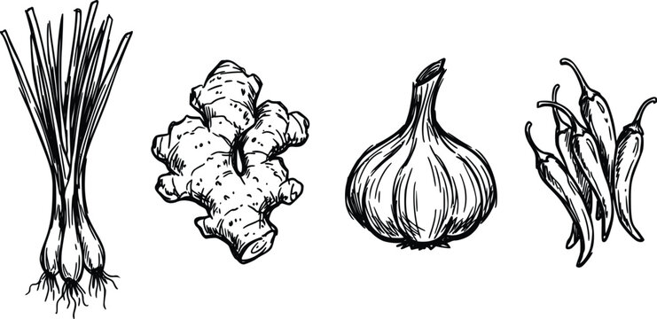 Spices vector illustration set featuring organic lemongrass ginger garlic and hot chili peppers drawn in classic black ink style