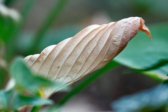 Vertrocknetes Blatt einer Funkie