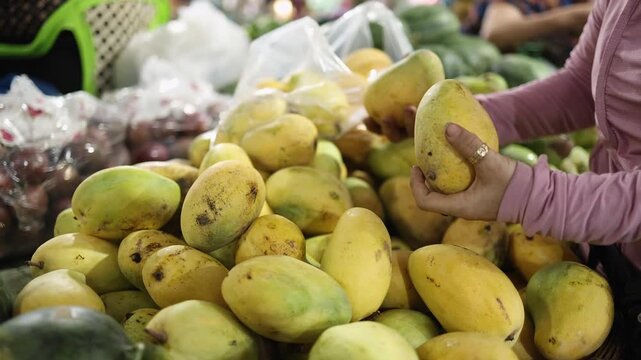 Close-up of a vendor packing fresh ripe yellow mangoes into a plastic bag at a fruit stall at Xom Moi Market in Nha Trang, Vietnam. Commercial food supply and retail trade concept.