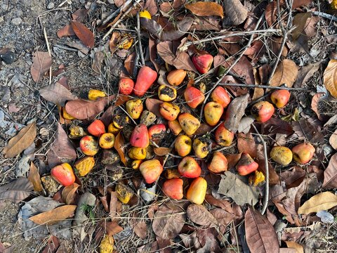 Mature anacardium apples rest among dry leaf litter in a rural Indonesian landscape, naturally dropped after ripening during a warm seasonal period, creating a rustic agricultural scene.
