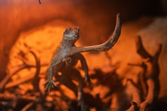 Sailfin dragon lizard resting on wooden branch under warm orange basking light in terrarium