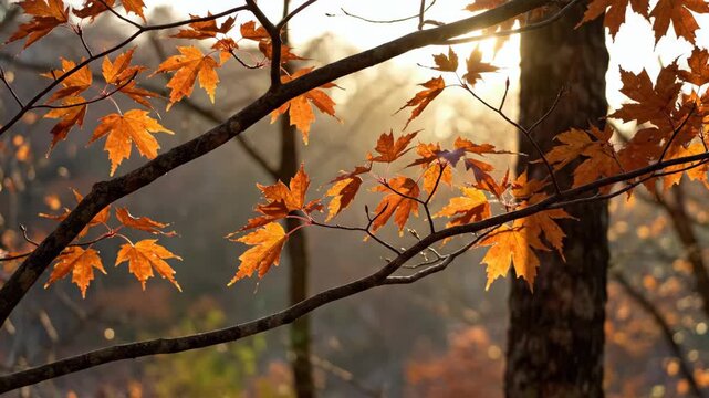 Slender maple branches display sparse burnt orange leaves against a softly layered woodland, where hazy backlight outlines delicate veins and turns a quiet fall moment into an intimate natural study