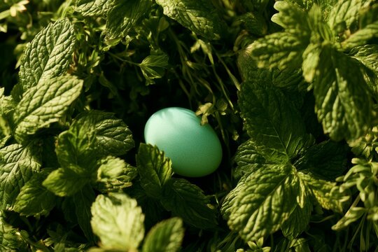 Hidden Blue Egg Among Fresh Mint Leaves