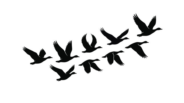 Silhouette of a flock of birds flying in formation