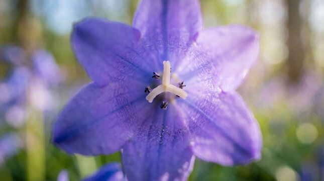 Macro Flower Photography of Purple Campanula Spring Bloom in Sunny Forest Garden Close Up