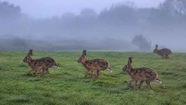 Group of wild hares running across a green field in the early foggy morning, four brown European hares mid-stride with misty trees fading into the soft background