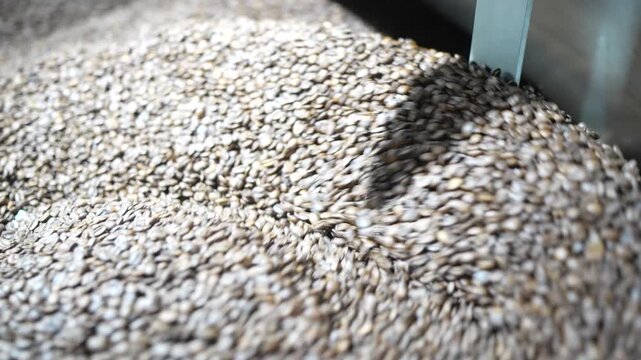 Green coffee beans shift and settle in a roaster's stainless hopper as they wait to be fed into the roasting drum for processing soon.