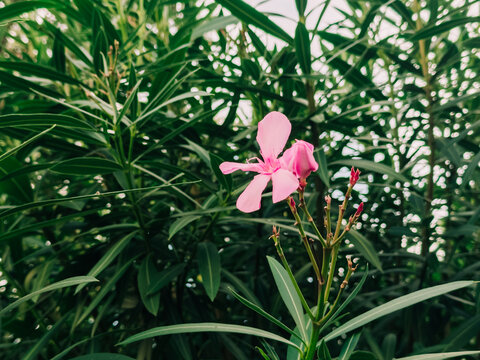 Pink oleander flower with green leaves background in garden close up.