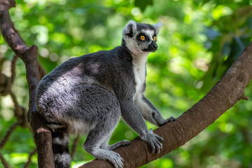 Ring tailed lemur perching on a thick wooden tree branch with lush green foliage background in Apeldoorn Gelderland Netherlands © Chris Jones