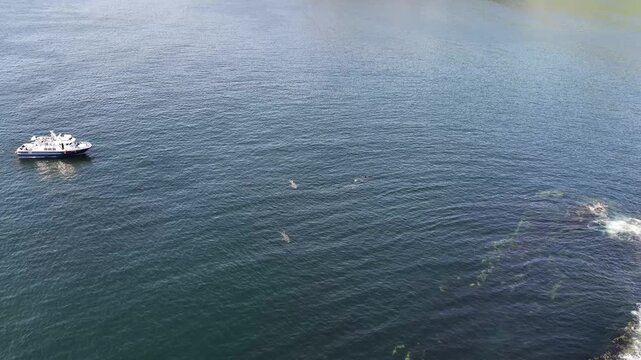 Vessel approaching basking sharks in Donegal Bay - Ireland