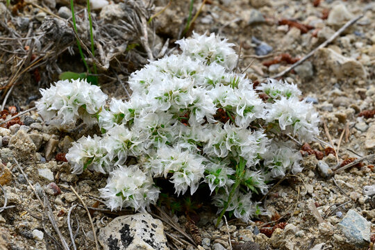Nailwort // Mauermiere (Paronychia capitata) - El Chorro, Andalusia, Spain