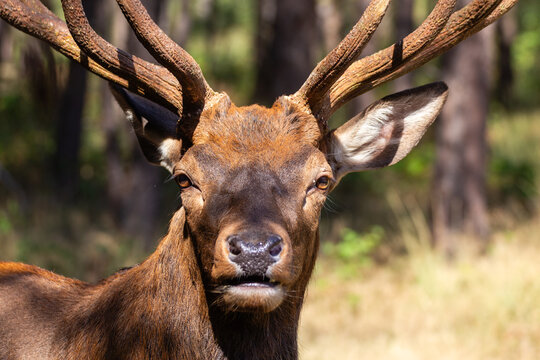 写真・グラフィック Male Deer Portrait - A4 Photo Male Deer