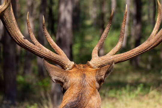 Rear view of a red deer stag head showing symmetrical large antlers against a pine forest background in Gelderland Netherlands