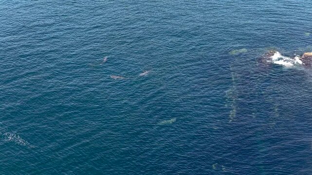 Aerial view of basking sharks at Muckross Head ,Donegal - Ireland