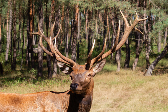 Close up profile of a male red deer stag with large branched antlers against a woodland background in Gelderland Netherlands