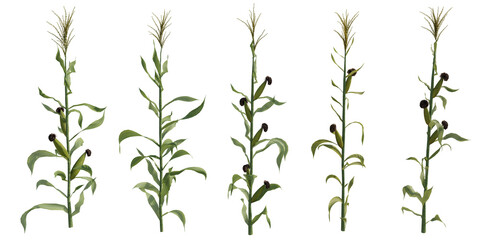 Naklejka premium Corn stalk plants isolated on transparent background. 3D rendering.