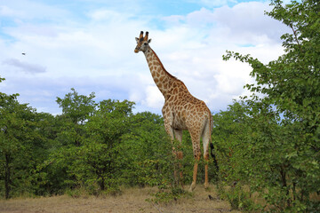 Giraffe / Giraffe / Giraffa camelopardalis © Ludwig