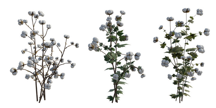 Cotton plant collection isolated on transparent background. 3D rendering.