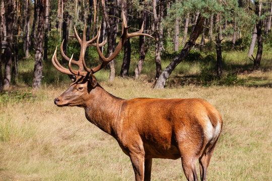 Full body view of a majestic red deer stag standing in an open pine forest clearing in Gelderland Netherlands