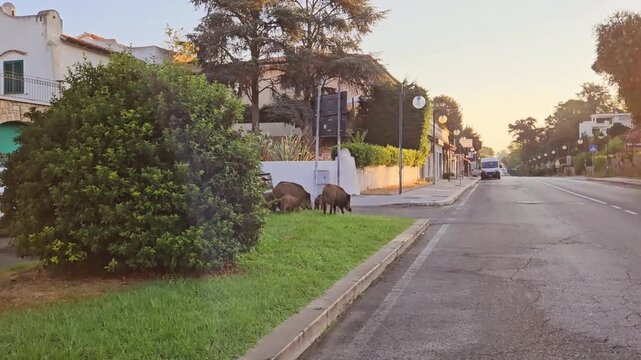Wild boars cross a suburban road at sunset as vehicles approach. Sus scrofa move through a residential area, highlighting urban wildlife, road safety and human-wildlife conflict.