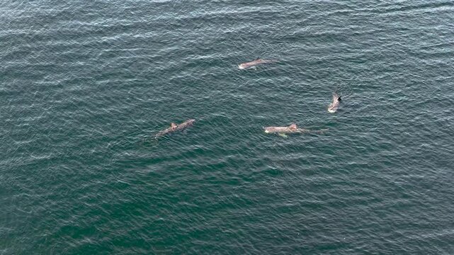 Aerial view of basking sharks at Muckross Head ,Donegal - Ireland