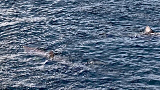 Aerial view of basking sharks at Muckross Head ,Donegal - Ireland