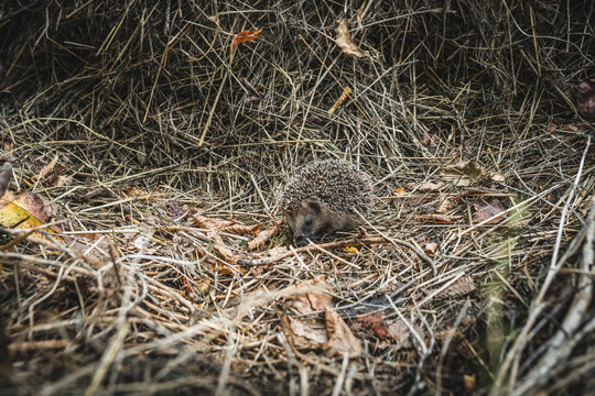 Young hedgehog foraging in dry straw and autumn leaves.