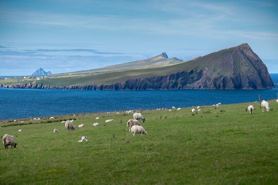 A flock of sheep grazing on a green coastal pasture with the Three Sisters, three distinctive low mountain peaks resembling waves, in the background, County Kerry, Ireland.
